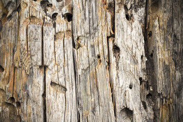 Old obsolete wood texture, backround, Crimea