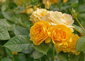 The rose garden has a beautiful collection of roses