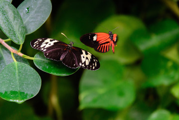 red and black Common Postman butterfly