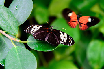 Fototapeta na wymiar red and black Common Postman butterfly