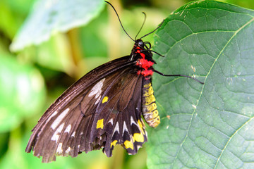 red and yellow bodied tattered butterfly