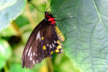 red and yellow bodied tattered butterfly