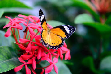 orange and black Plain Tiger butterfly on a pink flower