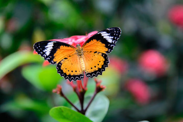 orange and black Plain Tiger butterfly on a pink flower