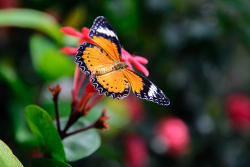 Fototapeta na wymiar orange and black Plain Tiger butterfly on a pink flower