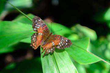 Red Peacock butterfly in nature
