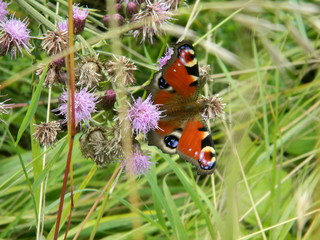 papillon
