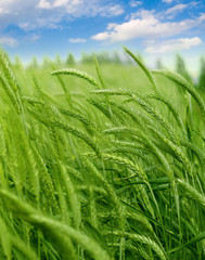 Wheat field against a blue sky