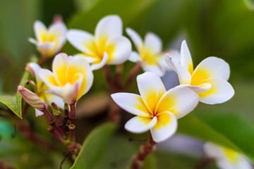 Fototapeta premium Frangipani_many_flowers_closeup