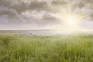 Grass field landscape at sunrise