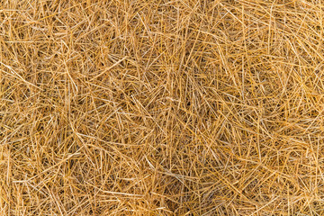 straw hay