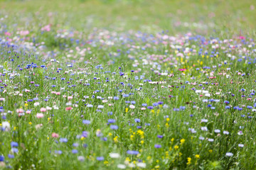 flower meadow © JPchret