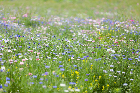 Fototapeta flower meadow