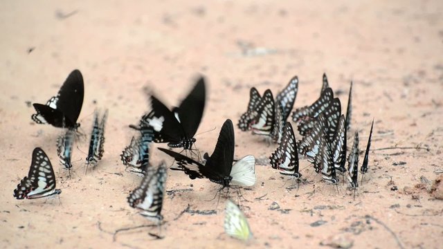 Butterflies eating salty soil , Thailand