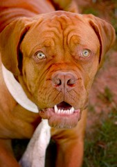 animal, danger, dog, home, hunting, brown