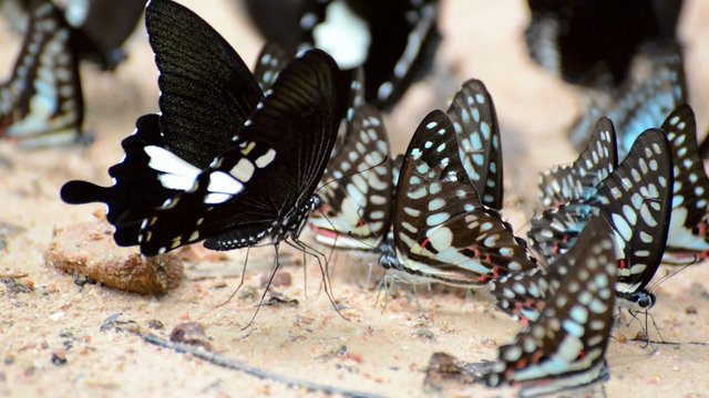 Butterflies eating salty soil , Thailand