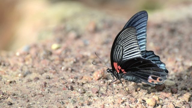 Butterflies eating salty soil , Thailand