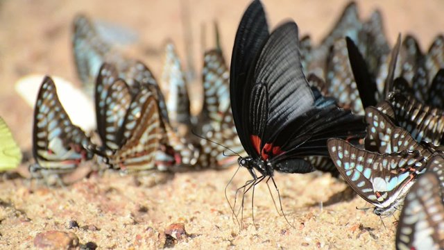 Butterflies eating salty soil , Thailand