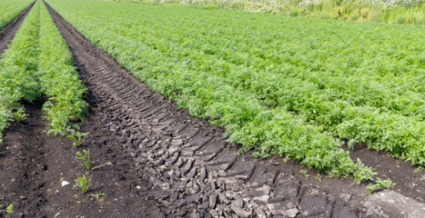 Farmland