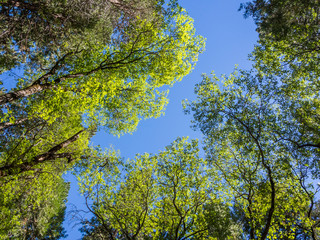 top of green trees in forest with blue sky - 69183636