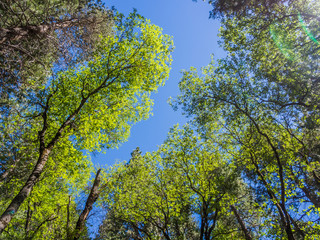 Top of green trees in forest with blue sky - 69183637