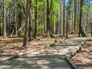 boardwalk in forest at Yosemite National Park, California, USA - 69183640
