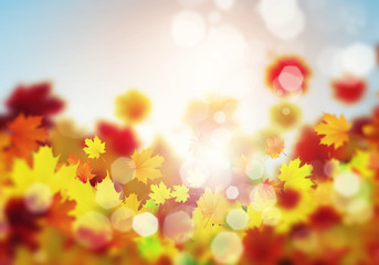 Fototapeta premium Autumn leaves