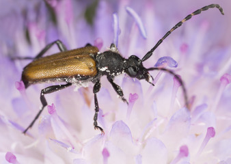 Stictoleptura maculicornis feeding on Field Scabious