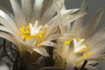 Turbinicarpus flowers