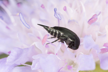 Tumbling flower beetle feeding