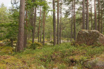 Natural untouched pine forest, Småland, Sweden