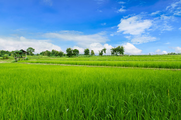 Fototapeta premium Green rice field