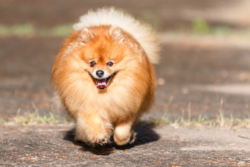 Naklejka na ściany i meble Pomeranian dog running on the road in the garden