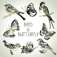 Bird and butterfly set, hand drawn illustrations