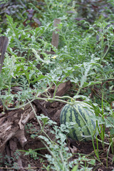 Harvesting watermelon