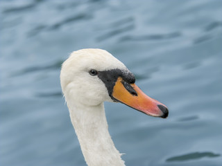 Portrait of a female white swan swimming