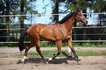 Bay horse trotting in the paddock