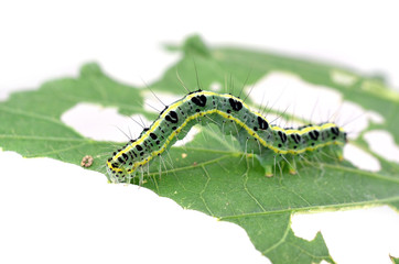 Worms eating leaves