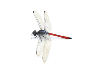 Dragonfly Red isolated on white background