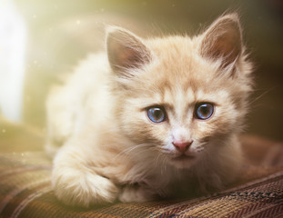 Small kitten