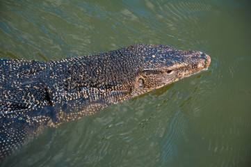 water monitor lizard in the river