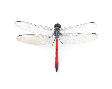 Dragonfly Red isolated on white background