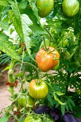 Plant with red and green tomatoes.