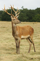 Red Deer, Deer, Cervus elaphus