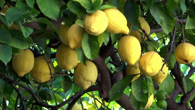 lemon tree close up