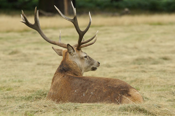 Red Deer, Deer, Cervus elaphus