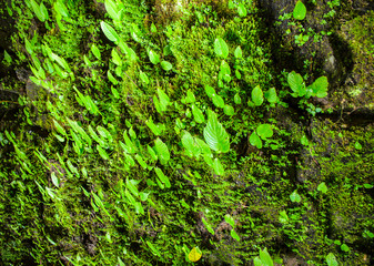 Green leaves and moss growing on wal