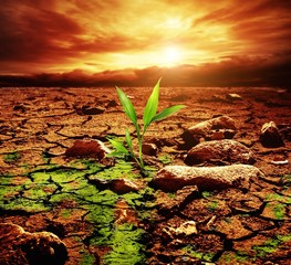 Green plant growing trough dead soil