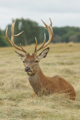 Naklejka na ściany i meble Red Deer, Deer, Cervus elaphus