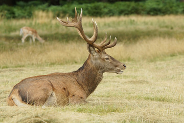 Red Deer, Deer, Cervus elaphus